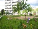 Iris et cistes