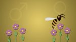 abeille.jpg