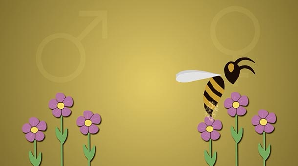 Le déclin des abeilles expliqué en 3 minutes