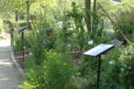 jardin_de_levolution.jpg