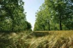 ap32_parcelle_jollet.jpg