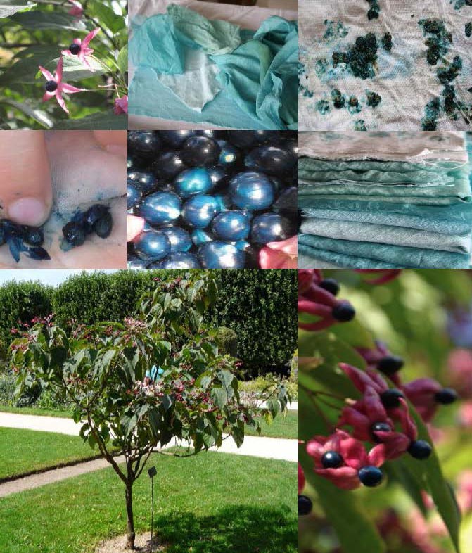 TEINTURE AU CLERODENDRON TRICHOTOMUM