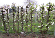 Planter les arbres fruitiers