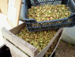 recolte_houblon.jpg