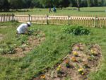 potager_en_fleur_2014-06-07.jpg