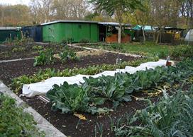 Jardins à vocation sociale : cultivez vos idées!