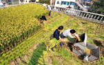rooftop-rice-paddy-in-china.jpg