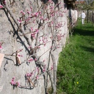 Sur les traces des murs à pêches de Montreuil