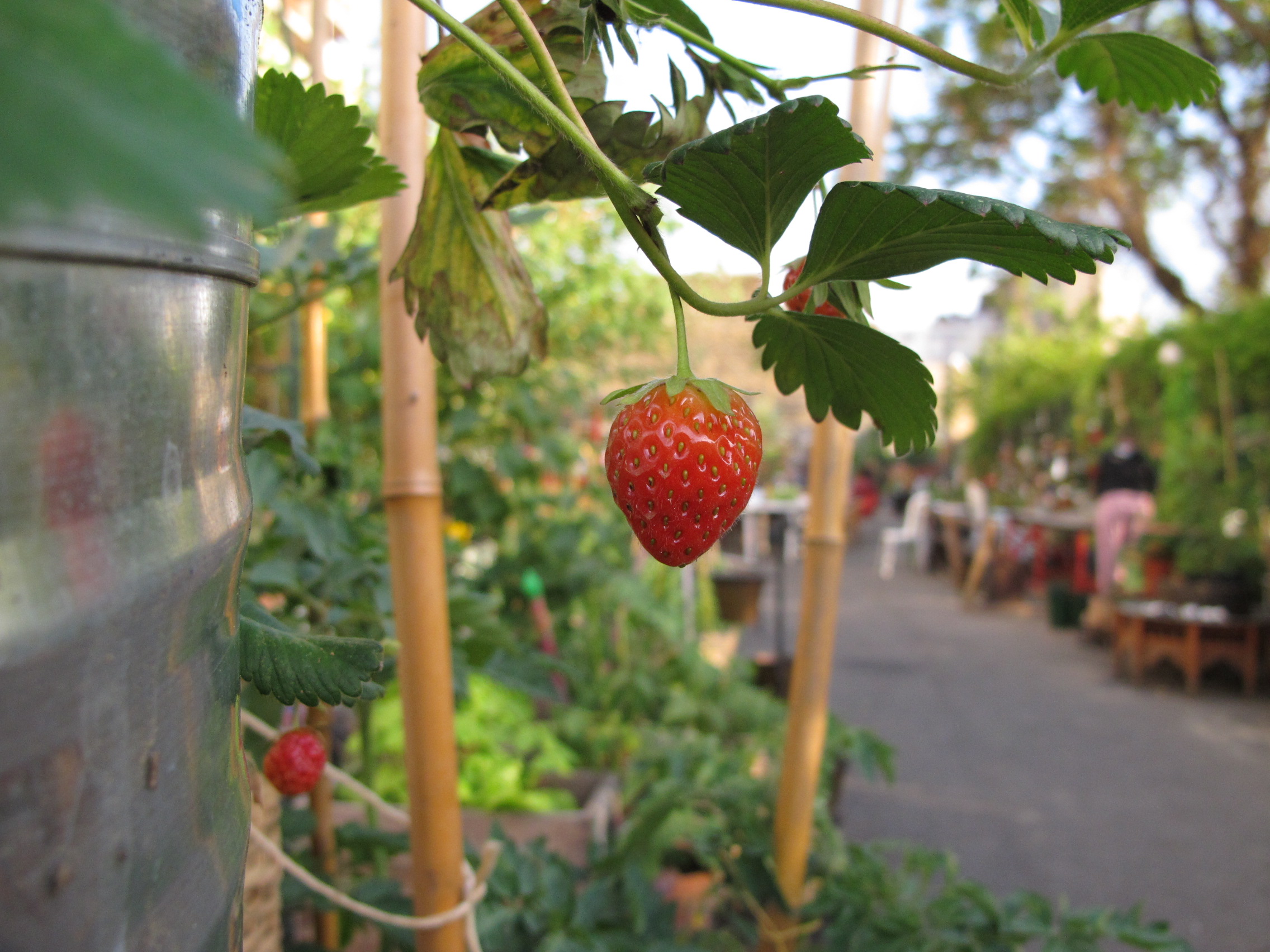 Ateliers d’été de l’Agriculture urbaine et de la biodiversité