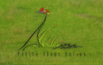 logo-fleurfolies-herbe.jpg