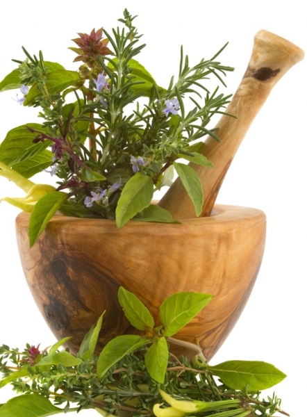 Atelier « Découverte des plantes »