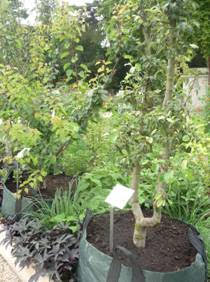 Atelier pratique: Multiplier un petit arbre fruitier