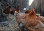les-poules-vous-saluent-700x500.jpg