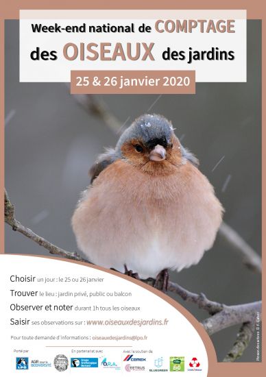 Comptage des oiseaux de jardins