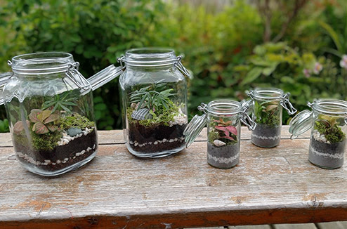Atelier – Fabrication d’un terrarium