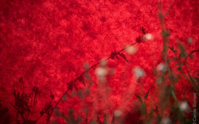 Vivantes – Expo photos